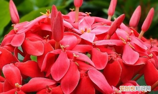 龙船花适合在卧室养，龙船花掉叶子怎么办 龙船花掉叶子如何处理