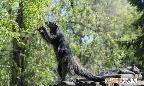 用气味传递信息的动物 有哪些用气味传递信息的动物