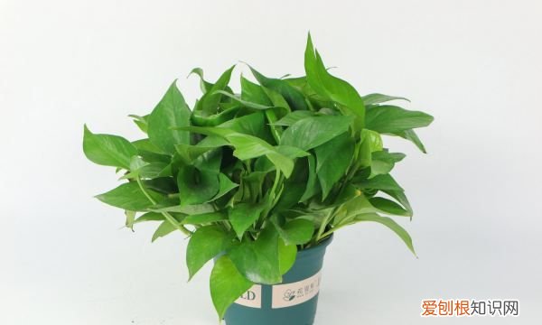 绿萝叶子有黑斑 绿萝叶子有黑斑的原因及解决方法