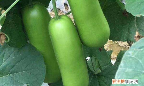 瓠瓜高产种植技术要点有哪些 瓠瓜高产种植的技巧