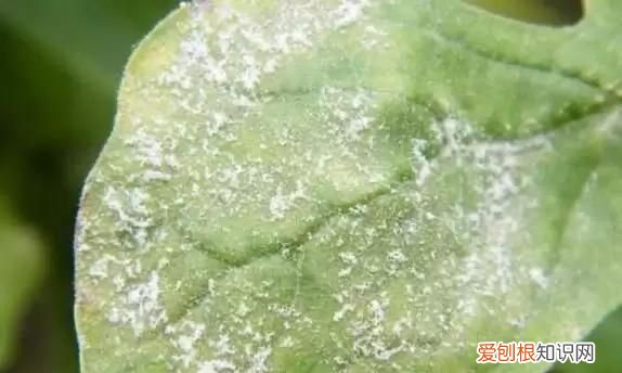 黑麦长期吃的副作用 黑麦长期吃有哪些副作用