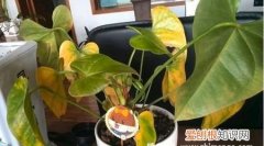 花叶子发黄怎么办 花叶子发黄如何处理