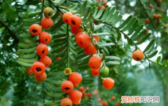 紅豆杉树苗盆栽注意事项 紅豆杉树苗盆栽如何养殖