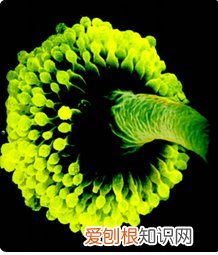 鱿鱼干发霉了怎么处理 鱿鱼干发霉了如何处理