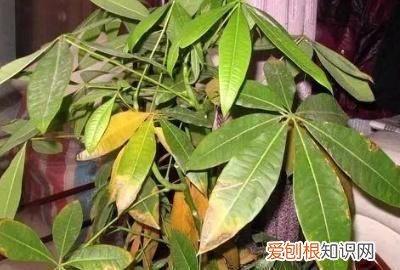 发财树叶子发黄怎么修剪 发财树叶子发黄如何修剪