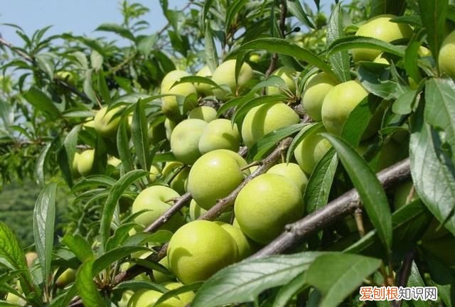 水蜜桃的高产种植技术是什么 水蜜桃的高产种植技术的介绍