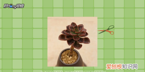 多肉植物巧克力怎么养 如何养多肉植物巧克力