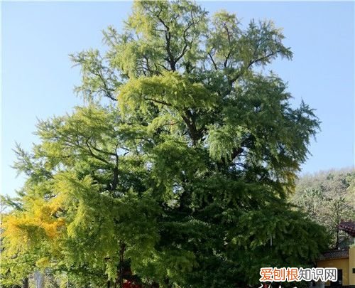 潍坊市树是什么树，潍坊哪个地段的房子以后升值潜力比较大