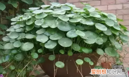 十天快速生长的植物有哪些，在夏天迅速生长的植物或动物有哪些