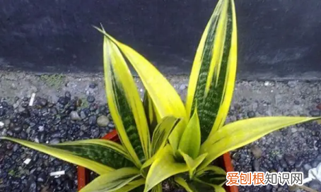 金边兰怎么养殖方法和注意事项 金边兰如何养殖