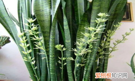 金边兰怎么养殖方法和注意事项 金边兰如何养殖
