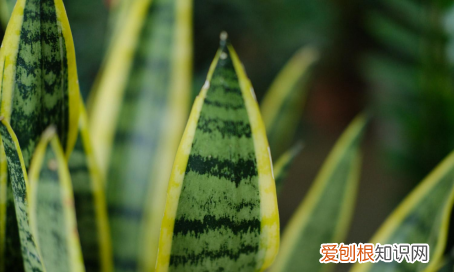 金边兰怎么养殖方法和注意事项 金边兰如何养殖