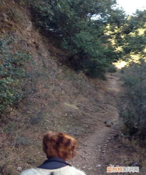 走丢的哥哥是什么意思，在山里迷路什么意思 在山里迷路寓意