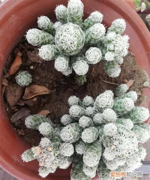 白鸟多肉植物怎么繁殖 白鸟多肉植物如何繁殖