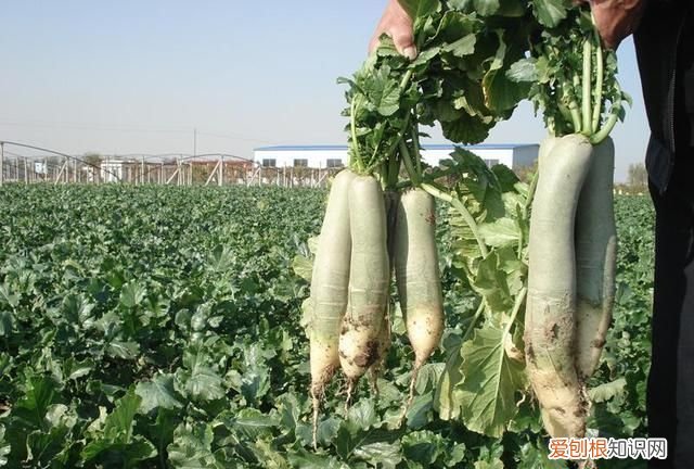 萝卜菜种植方法要点有哪些 萝卜菜怎么种植