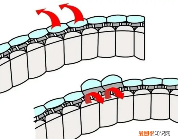 调节钢表带的方法，怎么调节手表钢带长度视频