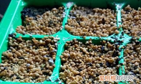 生石花蜕皮过程，生石花蜕皮后就分成三.四瓣为什么会这样子