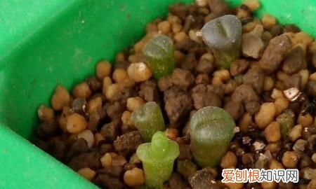生石花蜕皮过程，生石花蜕皮后就分成三.四瓣为什么会这样子