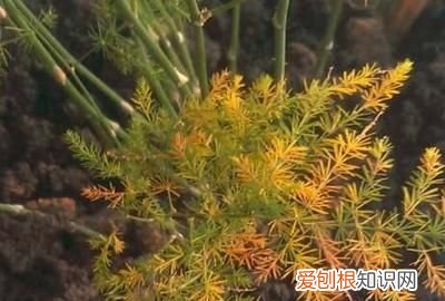 文竹叶子发黄怎么处理 文竹叶子发黄如何处理