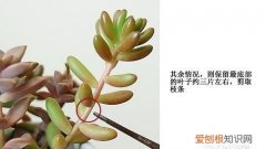 多肉植物扦插要点和温度，多肉植物怎么扦插 多肉植物如何扦插