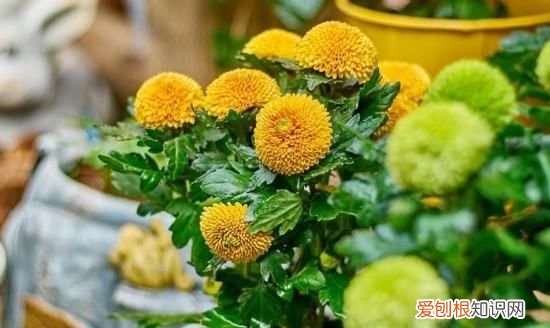 盆栽的乒乓菊怎么修剪 怎么修剪盆栽的乒乓菊