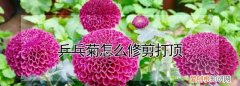 盆栽的乒乓菊怎么修剪 怎么修剪盆栽的乒乓菊