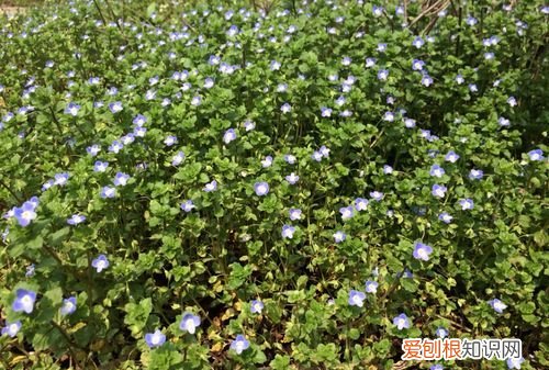 阿拉伯婆婆纳名字由来