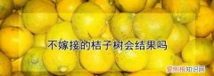 不嫁接的桔子树会结果