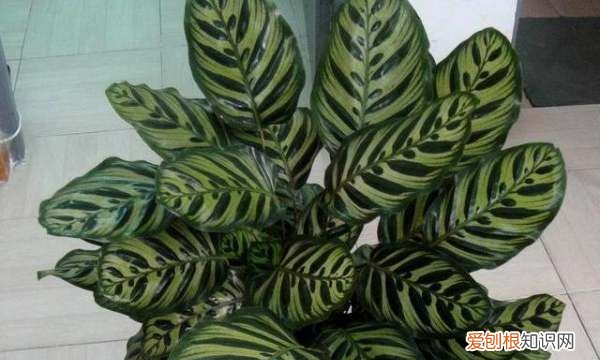 孔雀竹芋叶子卷边干枯 孔雀竹芋叶子卷边干枯原因