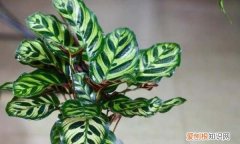 孔雀竹芋叶子卷边干枯 孔雀竹芋叶子卷边干枯原因