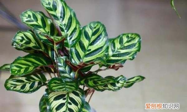 孔雀竹芋叶子卷边干枯 孔雀竹芋叶子卷边干枯原因