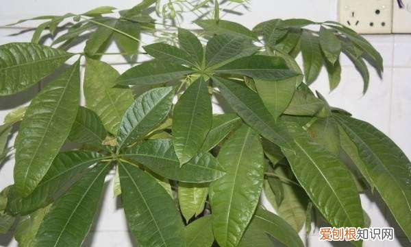 发财树露珠一样的粘液是什么
