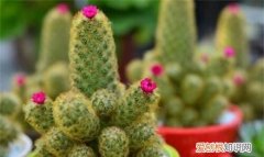 为什么仙人掌不用浇水 仙人掌不用浇水的原因