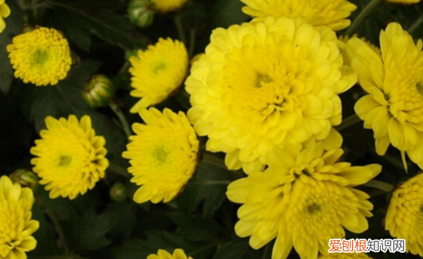 黄菊花和白菊花的区别 黄菊花和白菊花的区别是什么
