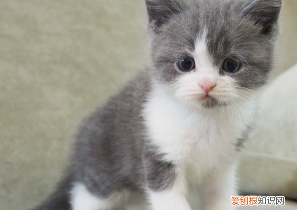为什么花纹为三色的猫大多数都是母猫 花纹为三色的猫大多数都是母猫与什么有关系