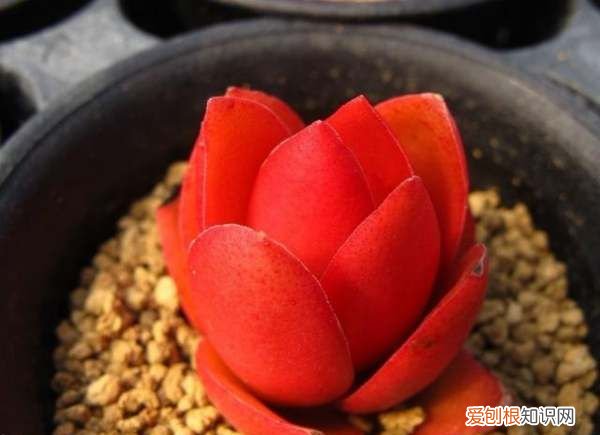多肉植物火祭怎么养 多肉植物火祭如何养