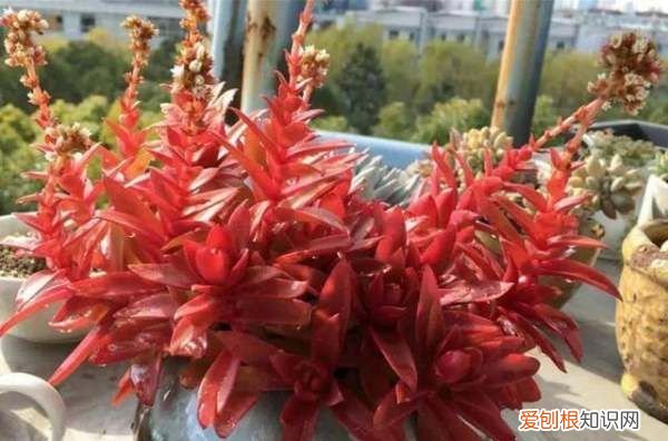 多肉植物火祭怎么养 多肉植物火祭如何养