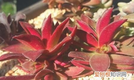 多肉植物火祭怎么养 多肉植物火祭如何养