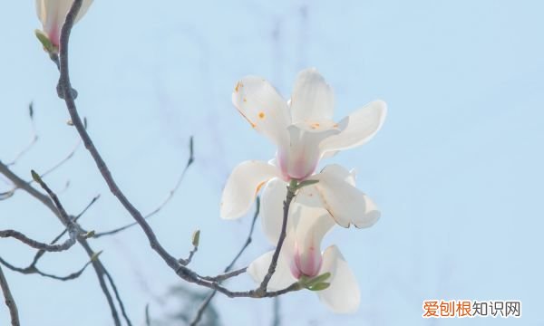 白兰花地栽还是盆栽好，白玉兰能盆栽 能不能盆栽养白玉兰