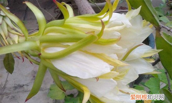 火龙果开花前的征兆,火龙果开花三天后为什么把花摘掉