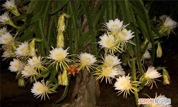 火龙果开花前的征兆,火龙果开花三天后为什么把花摘掉
