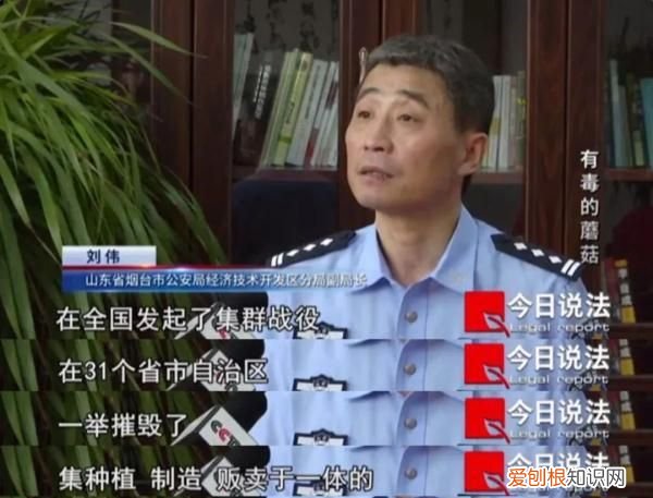 新型毒品裸盖菇被包装成巧克力,致幻性更强,不少年轻人误入歧途无法抽身