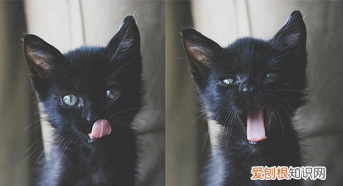 二乙二醇的表面张力 「二乙二醇辛醚」