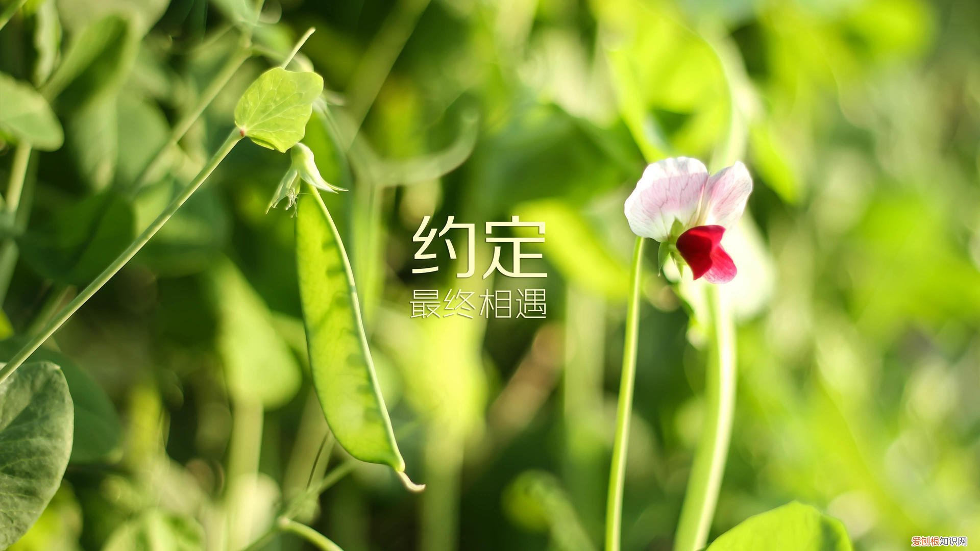 使用打印机时显示“已暂停” 打印机暂停