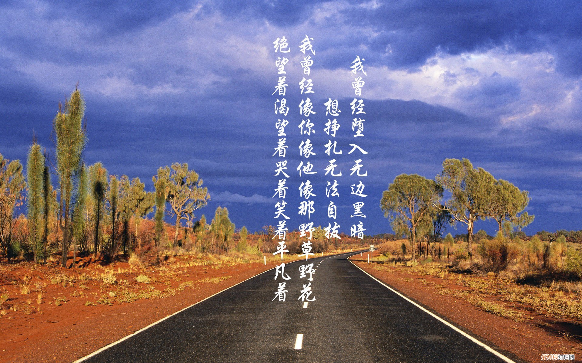 杨树板价格，杨树价格多少钱一颗