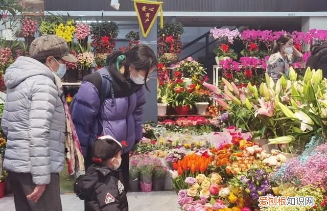 花卉市场 争奇斗艳 年味浓 北京石景山花卉市场