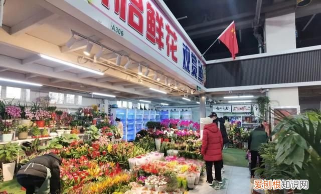 花卉市场 争奇斗艳 年味浓 北京石景山花卉市场