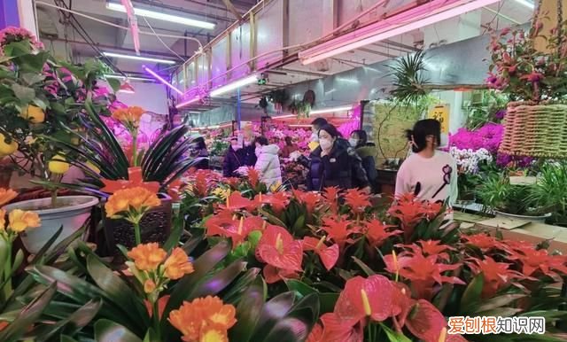 花卉市场 争奇斗艳 年味浓 北京石景山花卉市场