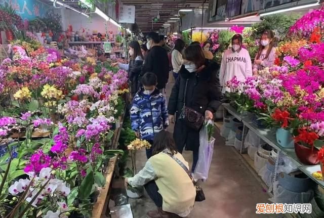 花卉市场 争奇斗艳 年味浓 北京石景山花卉市场