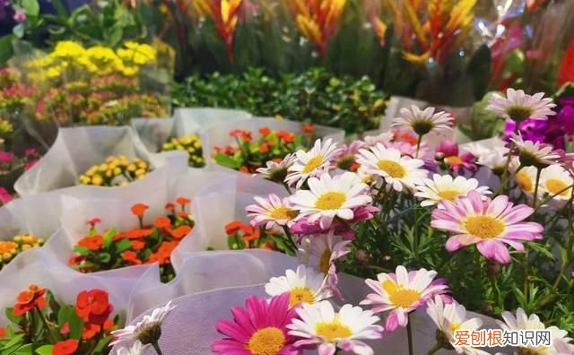 花卉市场 争奇斗艳 年味浓 北京石景山花卉市场